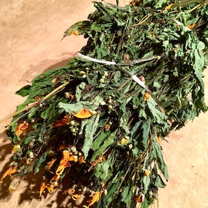 2025 Harvest, Dried Jewelweed, Wild Harvested Impatiens Capensis