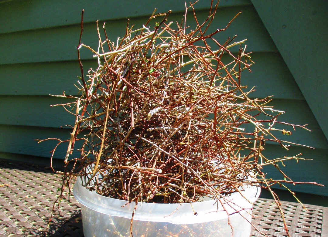 Bulk Thin Blueberry Twigs, 1/2 Pound Dried Blueberry Sticks Etsy