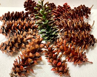 Pine Cone Fire Starters, Wax Dipped White Pine Cones