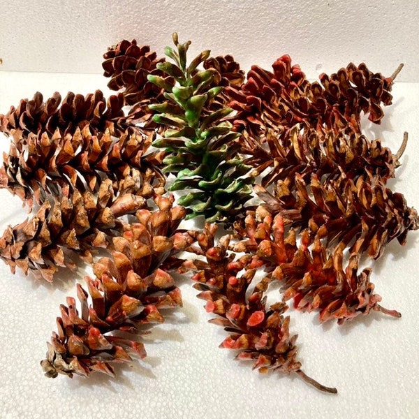 Pine Cone Fire Starters, Wax Dipped Pine Cones