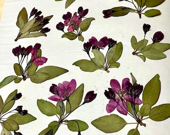 20 Whole Pressed Crabapple Flower and Leaf Clusters