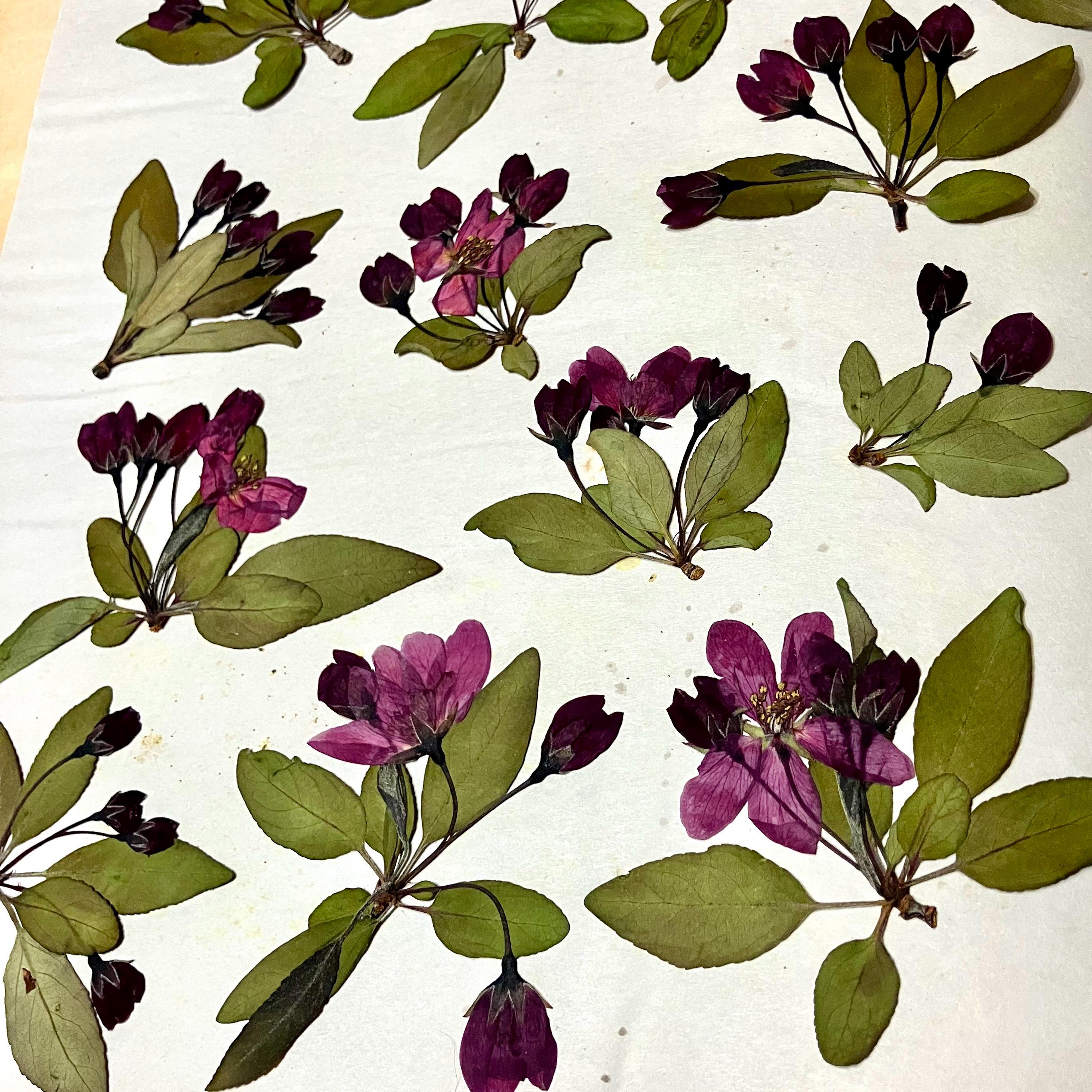20 Whole Pressed Crabapple Flower and Leaf Clusters - Etsy