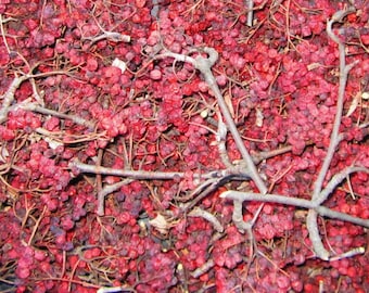 Dried Rowan Berries