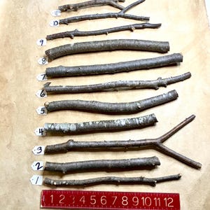 K&ouml;nnte beinhalten: Elf nat&uuml;rliche Holzst&auml;be in verschiedenen L&auml;ngen und Dicken, von 1 bis 11 nummeriert, auf einer braunen Papieroberfl&auml;che mit einem roten Lineal in Zoll.