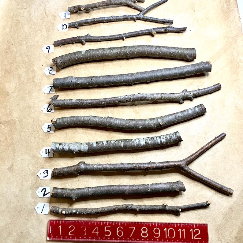 K&ouml;nnte beinhalten: Elf nat&uuml;rliche Holzst&auml;be in verschiedenen L&auml;ngen und Dicken, von 1 bis 11 nummeriert, auf einer braunen Papieroberfl&auml;che mit einem roten Lineal in Zoll.