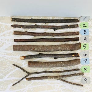 May include: Nine assorted natural wooden sticks of varying lengths and thicknesses. The sticks range in color from light brown to dark brown, with some showing knots and textures. Each stick is numbered with a small tag.