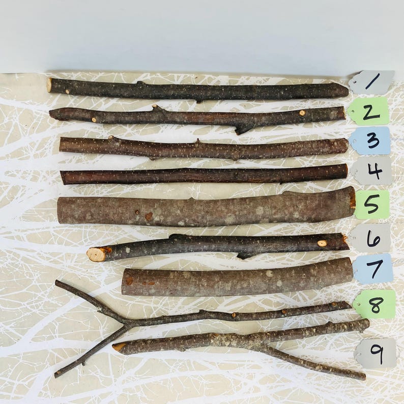 May include: Nine assorted natural wooden sticks of varying lengths and thicknesses. The sticks range in color from light brown to dark brown, with some showing knots and textures. Each stick is numbered with a small tag.