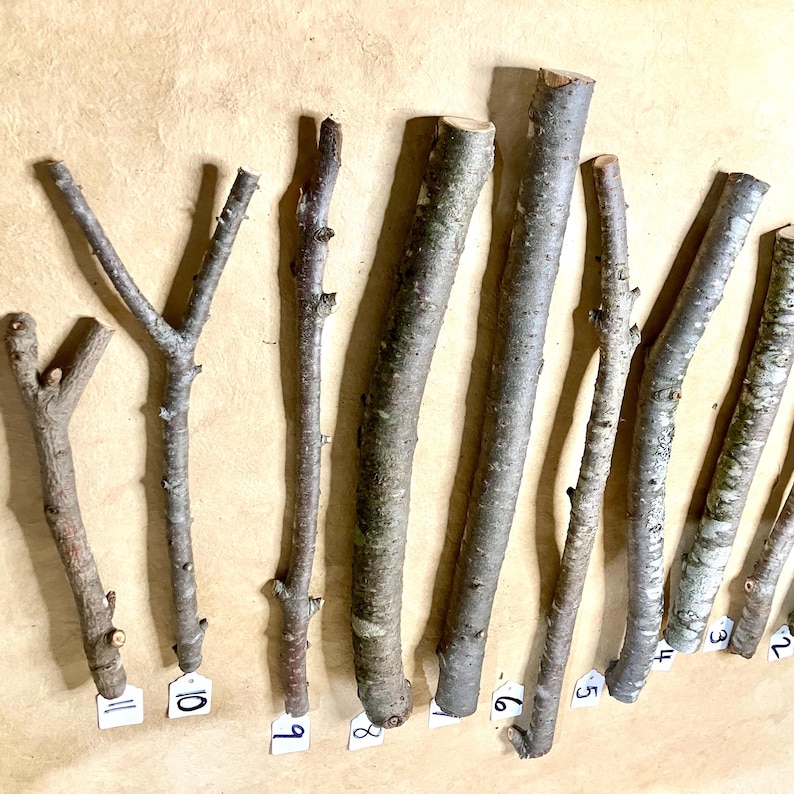 K&ouml;nnte beinhalten: Eine Sammlung von 11 nat&uuml;rlichen Holzst&auml;bchen, die in L&auml;nge und Dicke variieren, horizontal auf einer braunen Oberfl&auml;che angeordnet. Jedes St&auml;bchen ist mit einer Nummer von 1 bis 11 gekennzeichnet.