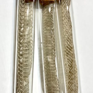 Shed Snakeskin In Glass Vial, Snake Curio