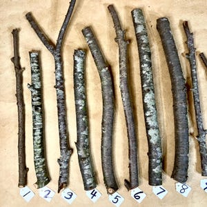 K&ouml;nnte beinhalten: Zehn nat&uuml;rliche Holzst&auml;be, von 1 bis 10 nummeriert, horizontal auf einer braunen Oberfl&auml;che angeordnet. Die St&auml;be sind in verschiedenen L&auml;ngen und Dicken, mit einer nat&uuml;rlichen Rindenstruktur.