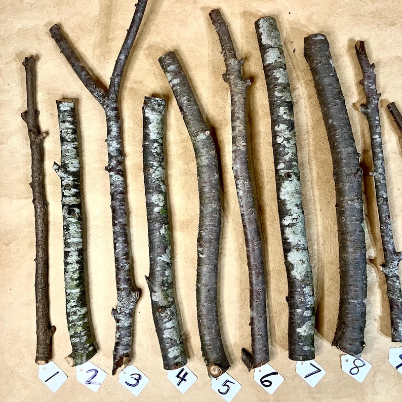 K&ouml;nnte beinhalten: Zehn nat&uuml;rliche Holzst&auml;be, von 1 bis 10 nummeriert, horizontal auf einer braunen Oberfl&auml;che angeordnet. Die St&auml;be sind in verschiedenen L&auml;ngen und Dicken, mit einer nat&uuml;rlichen Rindenstruktur.