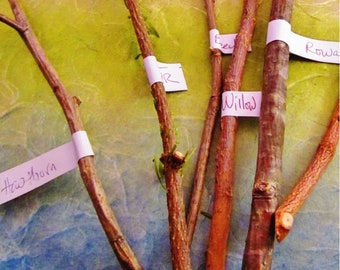 Ritual Wood Bundle, Choose Your Custom Twigs for Witches Apothecary