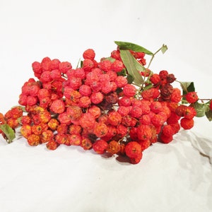 Dried Rowan Berries