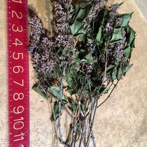 Dried Purple Lilac Flowers