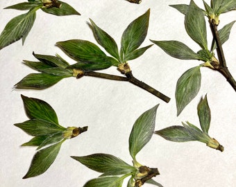 Pressed Dogwood Leaves, Cornus Florida Leaf