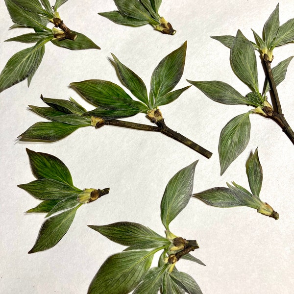 Pressed Dogwood Leaves, Cornus Florida Leaf