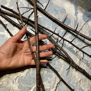 7 Blackthorn Wood, Sloe Blackthorn Stick Bundle