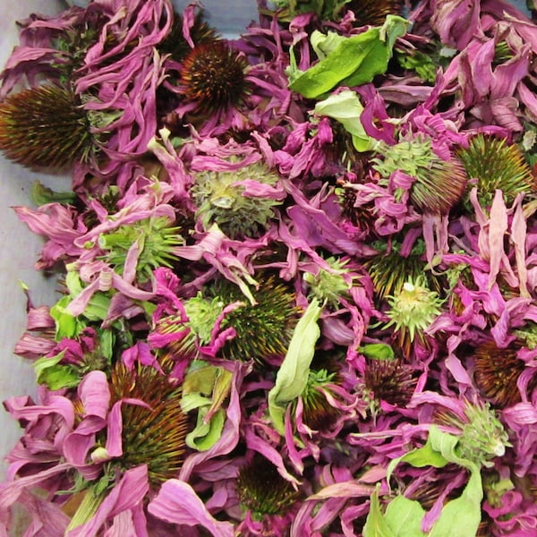 Dried Echinacea Flowers, Purple Coneflower