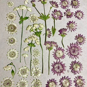 Pressed Astrantia, White and Pink Masterwort