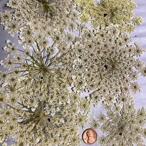 Pressed Queen Anne's Lace, 12 Whole Pressed Dried Flowers image 2