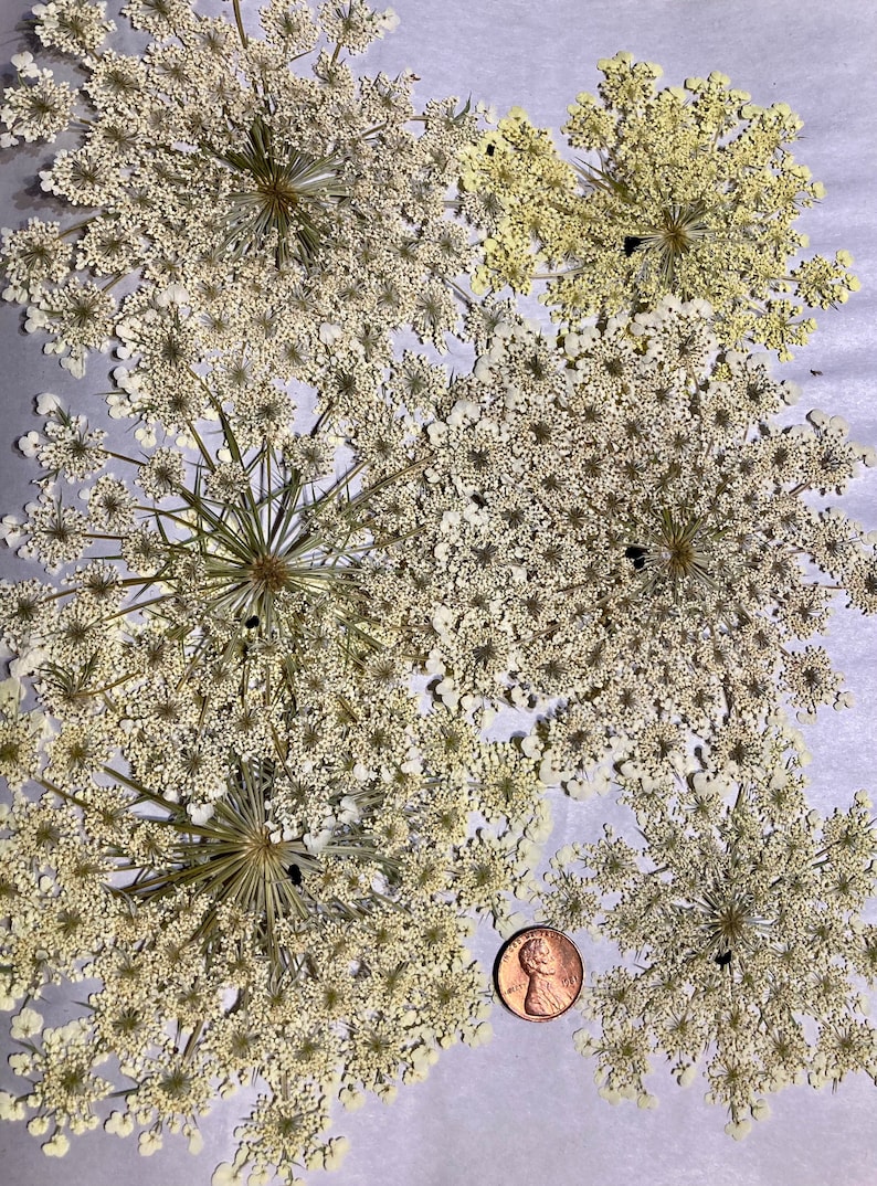 Pressed Queen Anne's Lace, 12 Whole Pressed Dried Flowers image 2