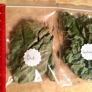 Dried Whole Leaves, Oak, Ash and Hawthorn Leaf image 3