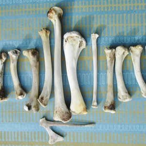 Chicken Bones, Cleaned Leg and Wing Bones