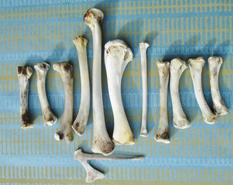 Chicken Bones, Cleaned Leg and Wing Bones