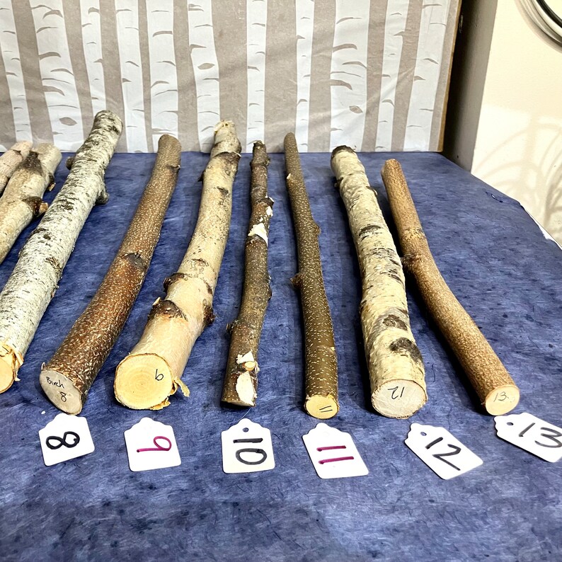 May include: Ten natural birch branches, varying in length and diameter, are laid out on a blue fabric surface. Each branch is labeled with a number from 8 to 13. The branches are a light brown color with a natural bark texture.