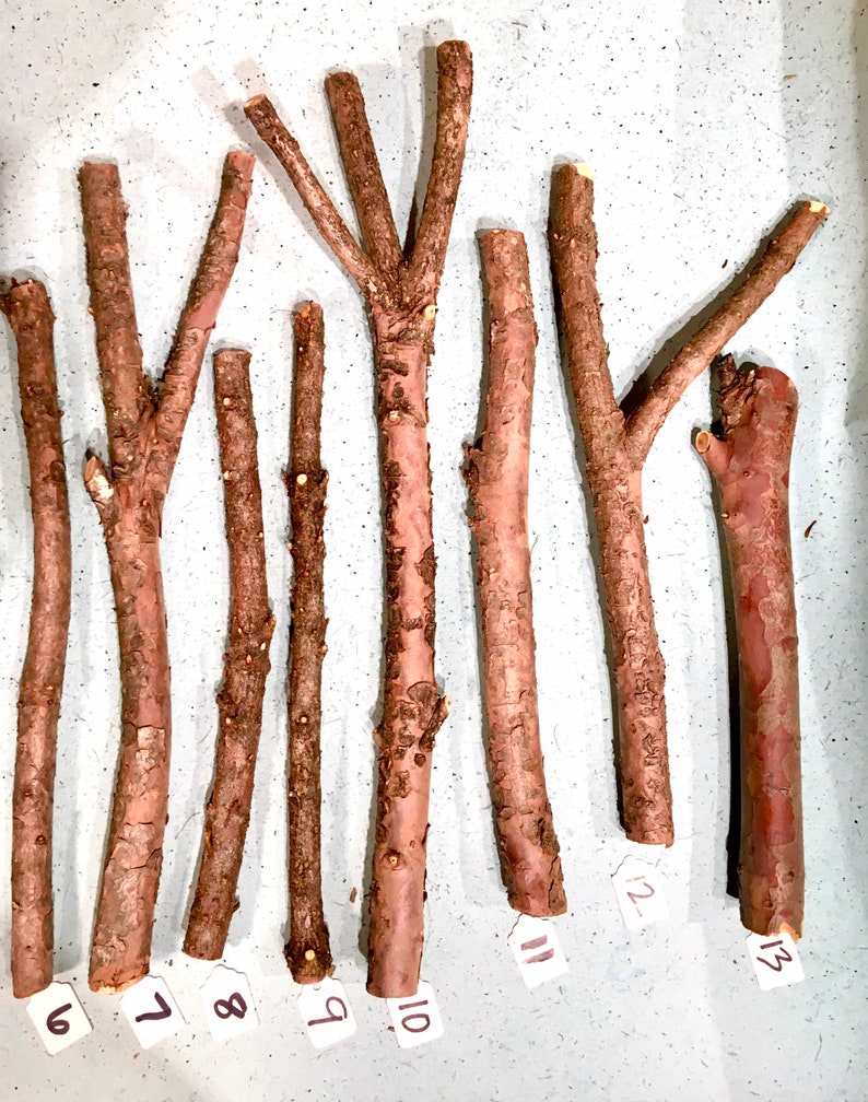 Yew Wand Wood Yew Sticks For Carving Etsy
