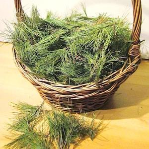 Fresh Cut White Pine Needles: Wildcrafted NH Pine