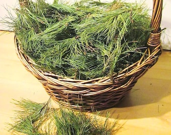 Fresh Cut White Pine Needles: Wildcrafted NH Pine