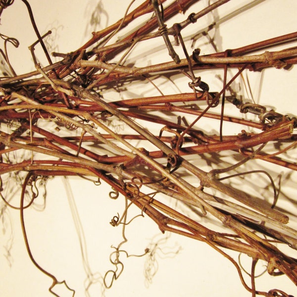 50 pies de vides en secciones largas