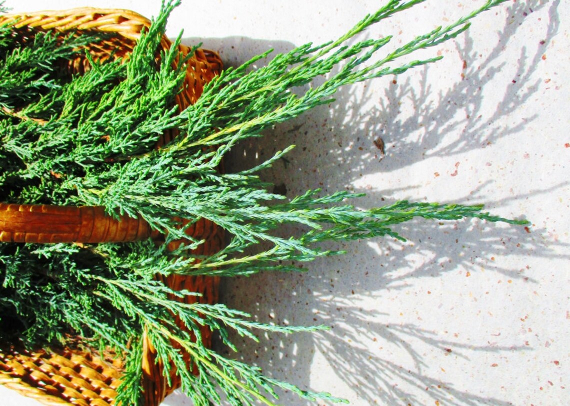 Dried Eastern Red Cedar Needles Juniperus Virginiana Etsy