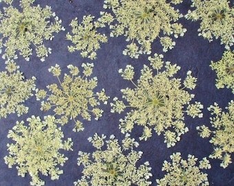 Pressed Queen Anne's Lace, 12 Whole Pressed Dried Flowers