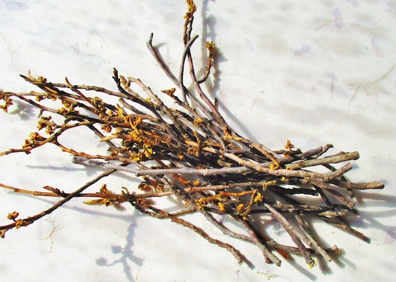 Hazel twigs top for sale