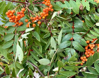 Berries and Leaves - Etsy