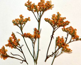 Pressed Orange Limonium, 20 Caspia Flowers