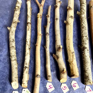 May include: Seven natural wood branches, arranged horizontally on a blue surface. Each branch is labeled with a number from 1 to 7. The branches are various lengths and thicknesses, with some having a natural fork.
