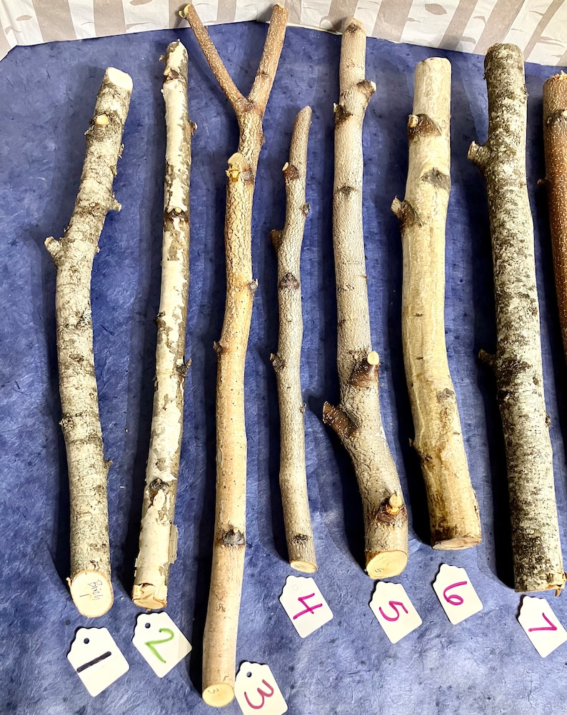 May include: Seven natural wood branches, arranged horizontally on a blue surface. Each branch is labeled with a number from 1 to 7. The branches are various lengths and thicknesses, with some having a natural fork.