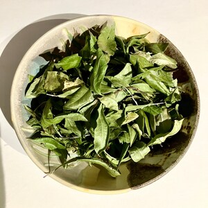 Dried Northern Bayberry Leaves, Myrica Pensylvanica, Aromatic Leaves for Dye, Tea, Sachets, Potpourri and Spells