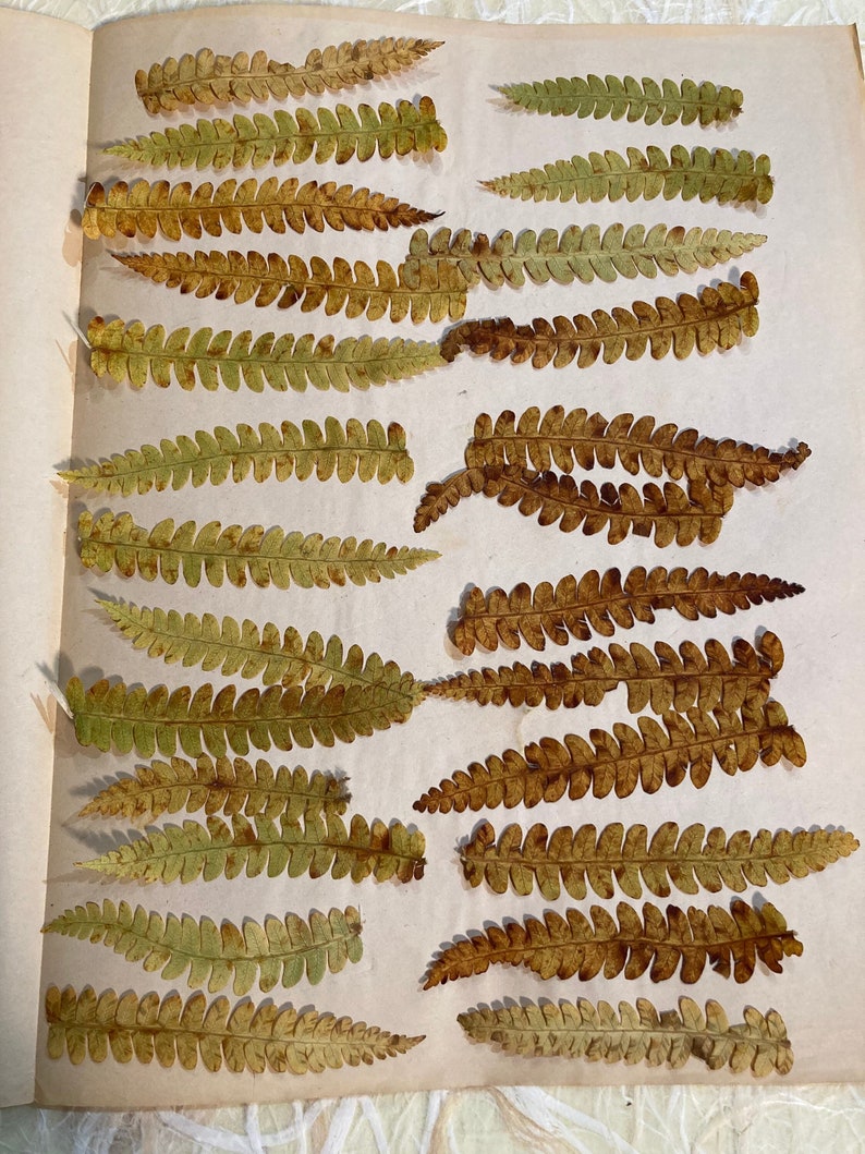 25 Pressed Fall Fern Tips image 1