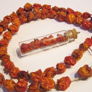 Rowan Berry Pendant in Glass Corked Vial