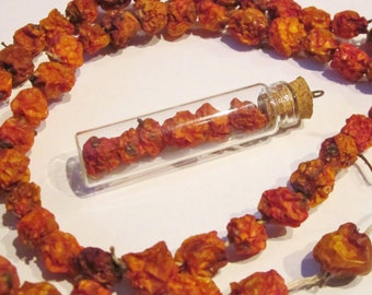 Puede incluir: Un vial de vidrio lleno de bayas secas de color naranja rojizo está suspendido de una larga hebra de bayas similares. Las bayas están ensartadas con hilo blanco.