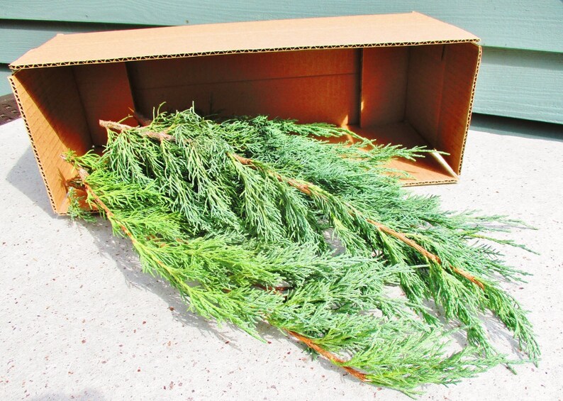 Fresh Cut Red Cedar Branches Juniperus Virginiana Etsy