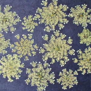 Pressed Queen Anne's Lace, 12 Whole Pressed Dried Flowers