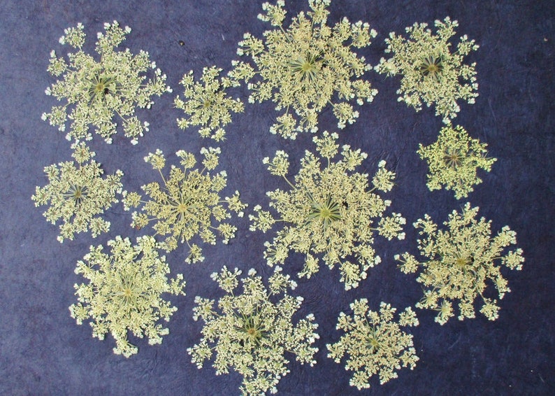 Pressed Queen Anne's Lace, 12 Whole Pressed Dried Flowers image 1