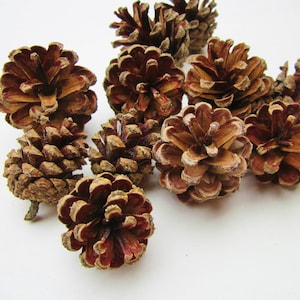 Scotch Pine Cones: Natural Craft Supply, 1/2 Pound