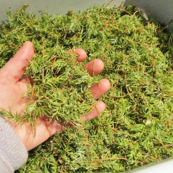 Juniper Needles, Dried Juniperus Communis