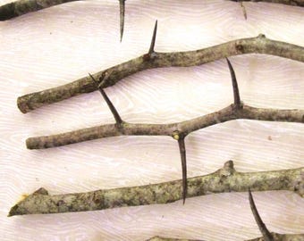 May include: Close-up of several thorny branches. The branches are a light brown color with dark brown thorns. The thorns are sharp and pointed. The branches are arranged in a slightly overlapping pattern.
